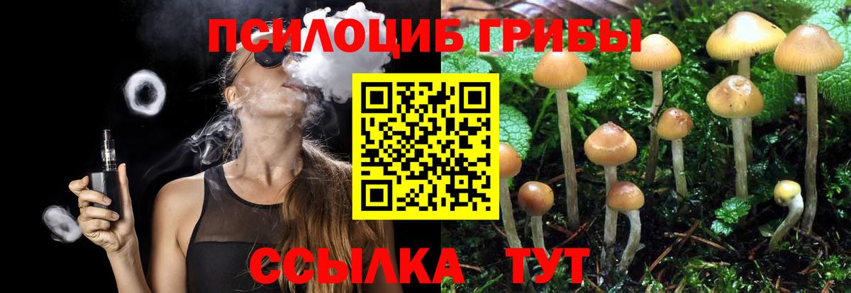 Псилоцибиновые грибы Psilocybine cubensis Элиста